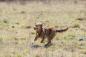 Preview: Trixie Jumper am Seil Hundespielzeug